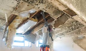 Best Mold Remediation for Rental Properties  in Belleville, PA